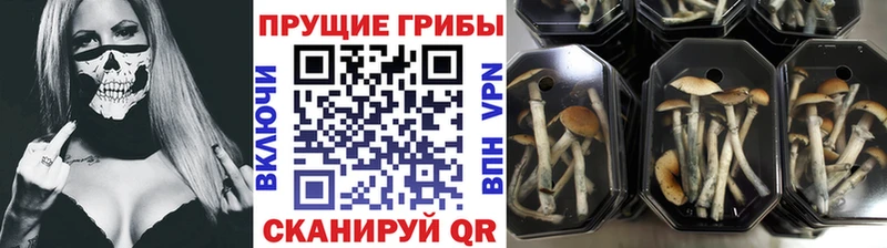 Галлюциногенные грибы MAGIC MUSHROOMS Чусовой